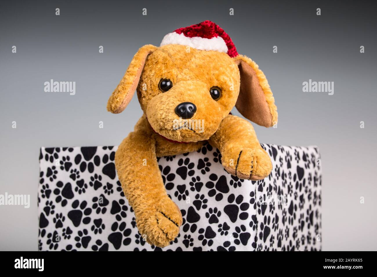 Gefüllter Spielzeughund mit Weihnachtsmütze, der in einer mit Pfote bedruckten, überdachten Schachtel sitzt Stockfoto