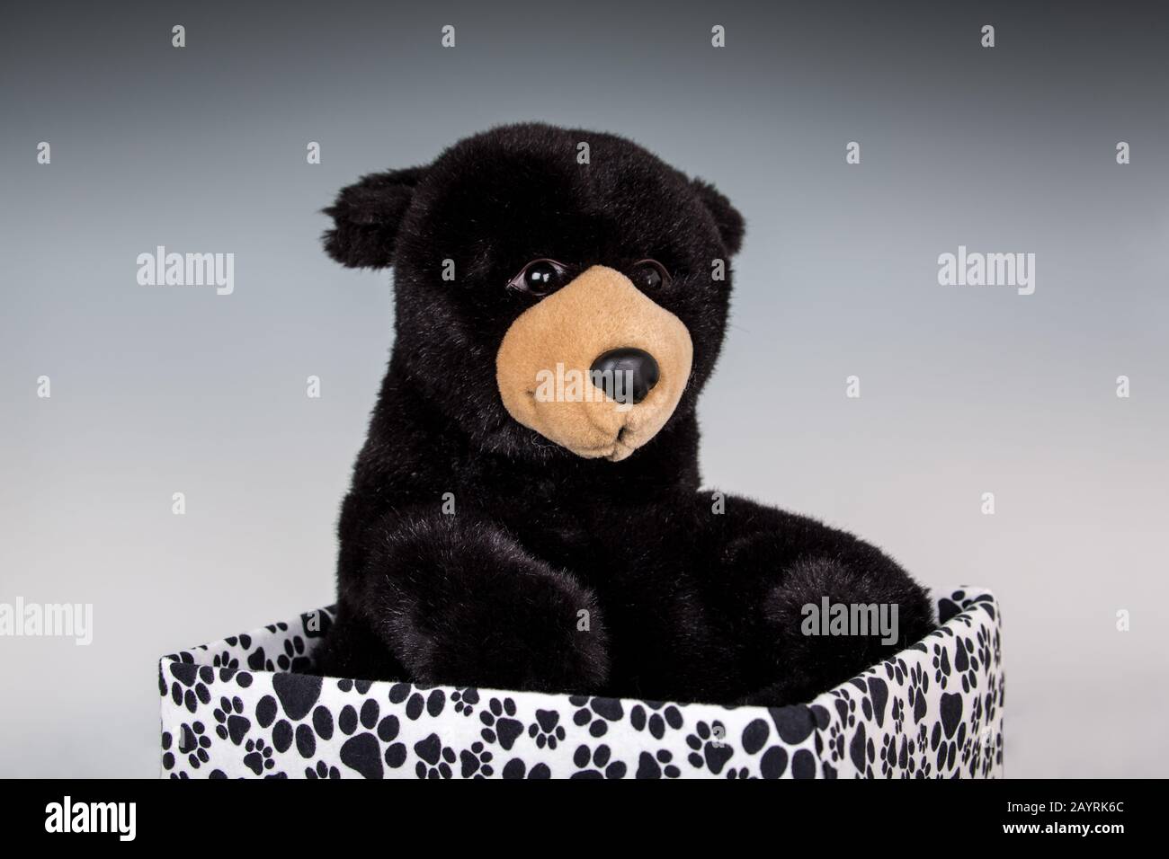 Gefülltes schwarzes Bärenspielzeug in einer mit Pfote bedruckten, überdachten Schachtel Stockfoto