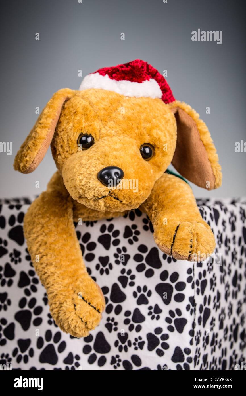 Gefüllter Spielzeughund mit Weihnachtsmütze, der in einer mit Pfote bedruckten, überdachten Schachtel sitzt Stockfoto