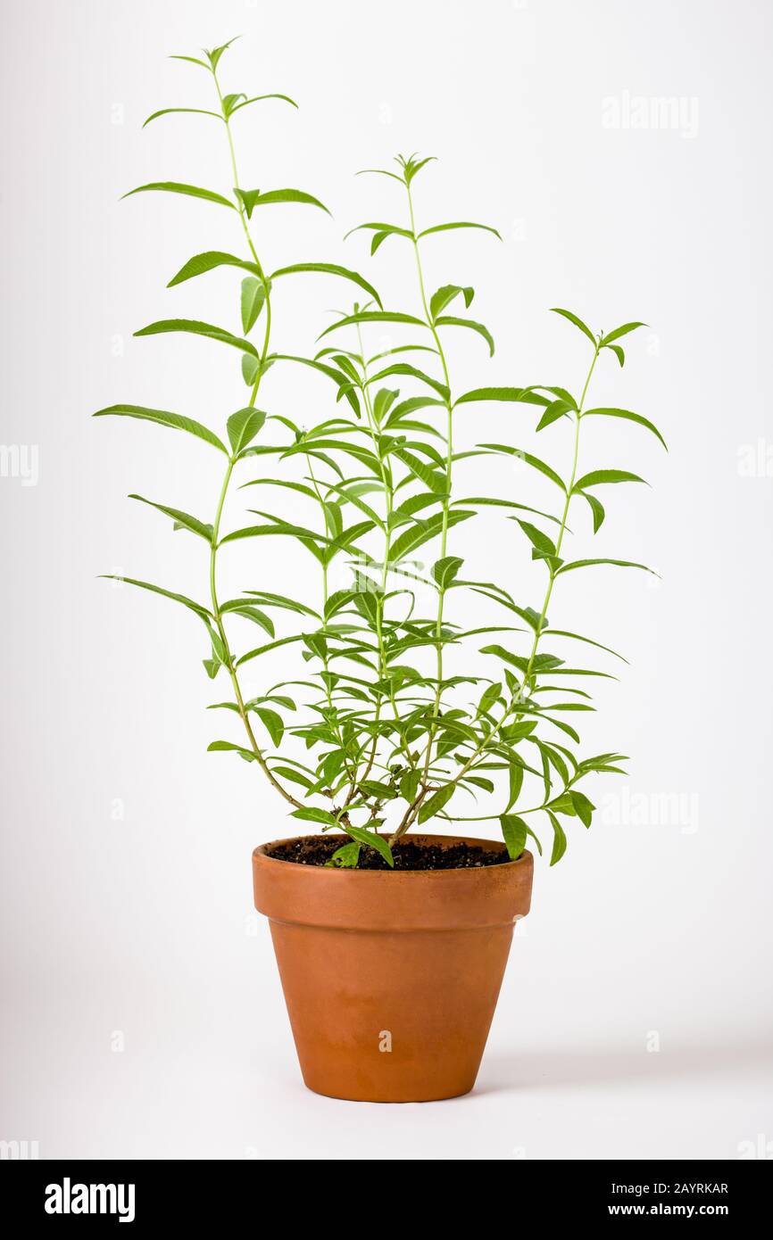 Zitronenverbena oder Zitronenbürstenpflanze (Aloysia citrodora) ist eine blühende Pflanzenart in der Verbenae-Familie Verbenaceae. Stockfoto
