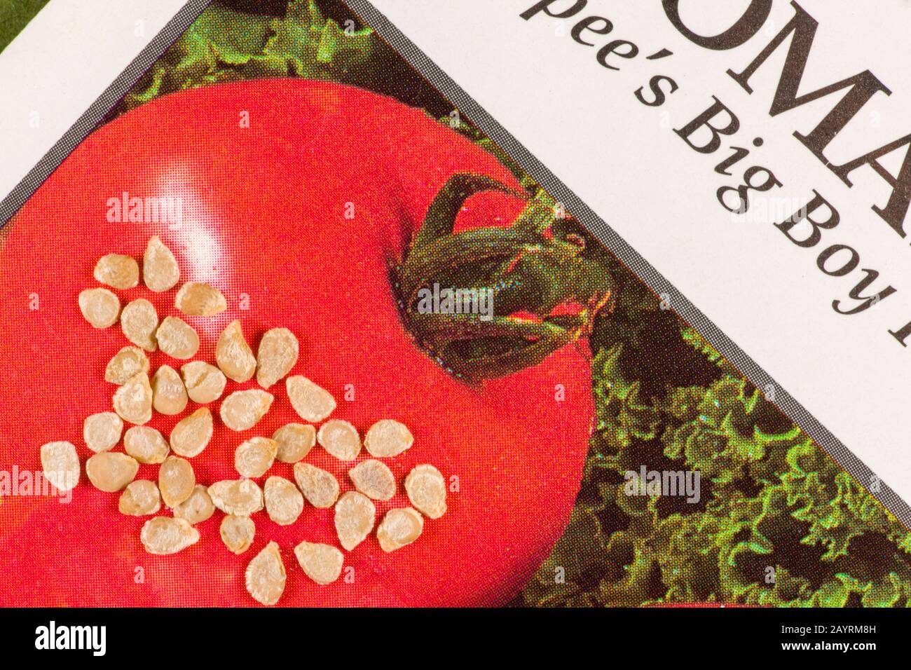 Nahaufnahme von Big Boy Hybrid Tomatensamen und Tomatensaaten-Päckchen in einem Studio Stockfoto