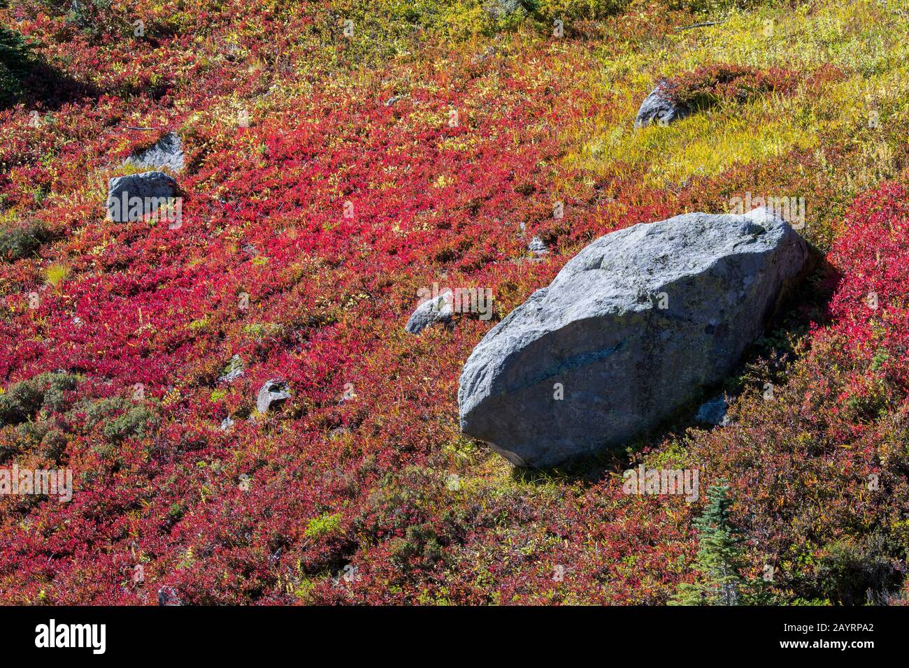 Ein großer Felsbrocken umgeben von Huckleberry-Büschen mit Herbstfarben auf den Wiesen am Paradies in Mt. Rainier National Park im US-Bundesstaat Washington. Stockfoto
