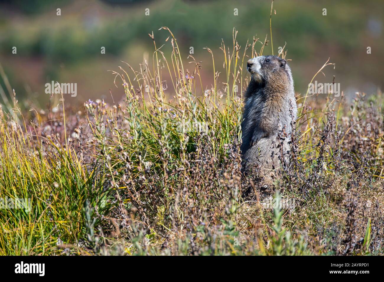 Ein Marmoriger Murmeltier (Marmota caligata) am Paradies in Mt. Rainier National Park im US-Bundesstaat Washington. Stockfoto