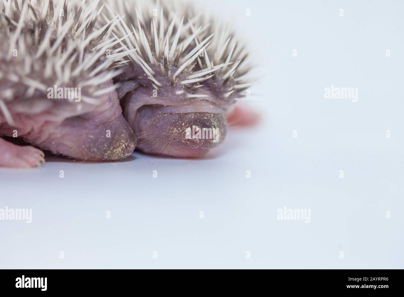 Igel Nest Stockfotos und bilder Kaufen Alamy
