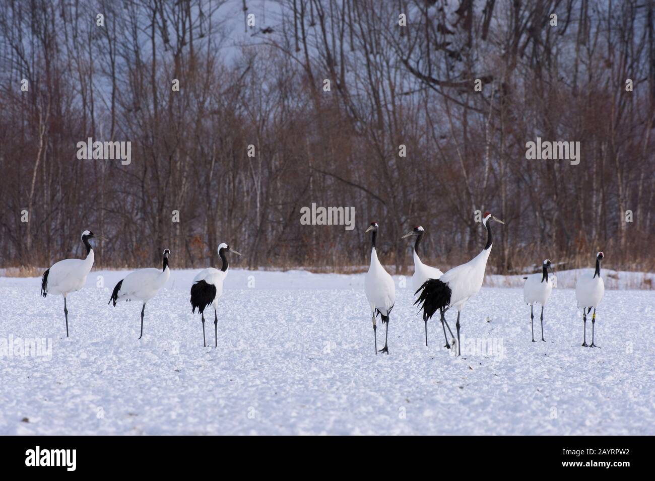 Bedrohte japanische Kraniche (Grus japonensis), auch Rotkronenkräne genannt, die zu den seltensten Kränen der Welt auf der Akan Inter gehören Stockfoto