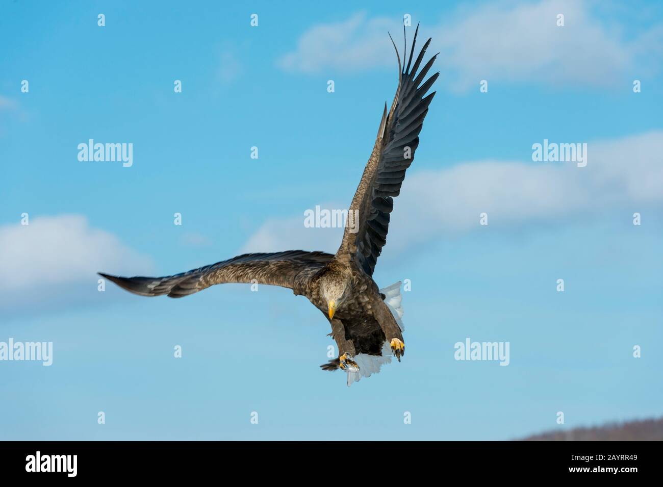 Ein Weißwedeladler (Haliaetus albicilla) fliegt über das Akan International Crane Centre nahe der japanischen Stadt Kushiro auf der Insel Hokkaido, J Stockfoto