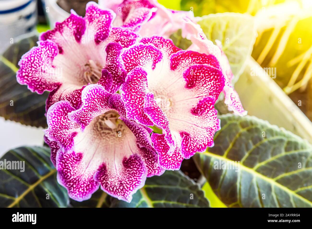 Nahaufnahme von Gloxinia Sinningia speciosa Blumen im Vordergrund und dunkelgrünen Blättern Stockfoto