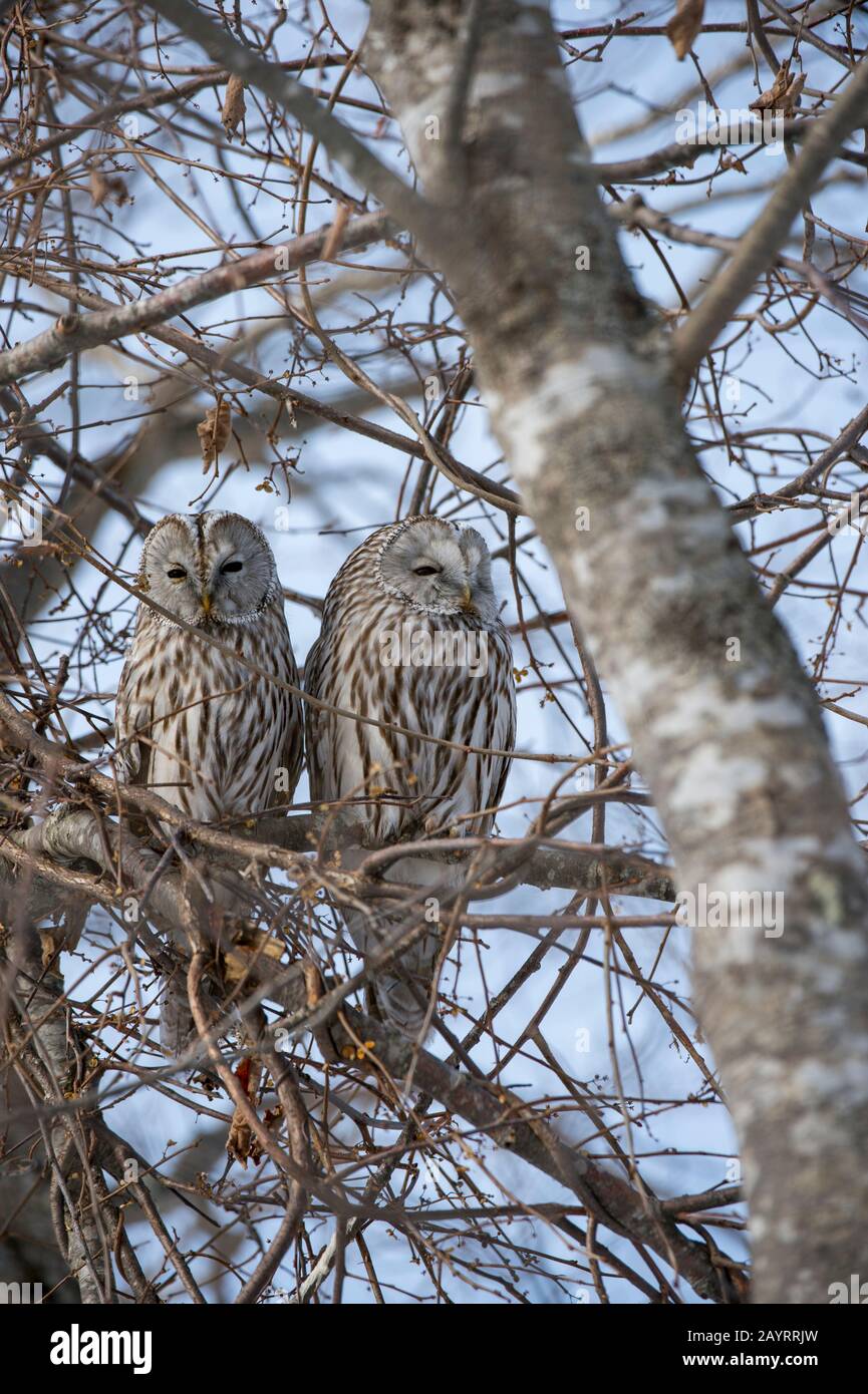 Ein Paar Ural-Eulen (Strix uralensis) sind in einem Baum in einem Wald nahe der Stadt Shibecha auf der Insel Hokkaido, Japan, aufgewachsen. Stockfoto