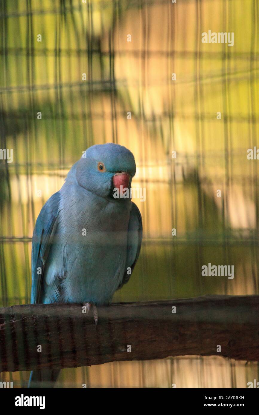 Der blauindische Ringhalspapagei Psittacula krameri Vogel stammt aus Ceylon, ist aber heute in Indien, Asien und Pakistan zu finden. Stockfoto