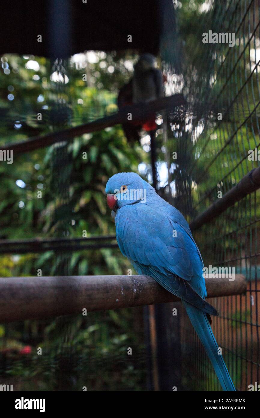 Der blauindische Ringhalspapagei Psittacula krameri Vogel stammt aus Ceylon, ist aber heute in Indien, Asien und Pakistan zu finden. Stockfoto