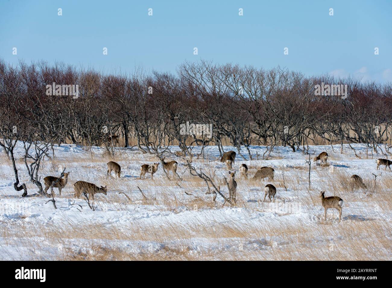 Hokkaido-Rehe (Cervus Nippon yesoensis), eine Unterart des sika-rehe (Cervus nippon), die auch als gefleckter Hirsch oder japanischer Hirsch bezeichnet wird, auf Der Now Stockfoto