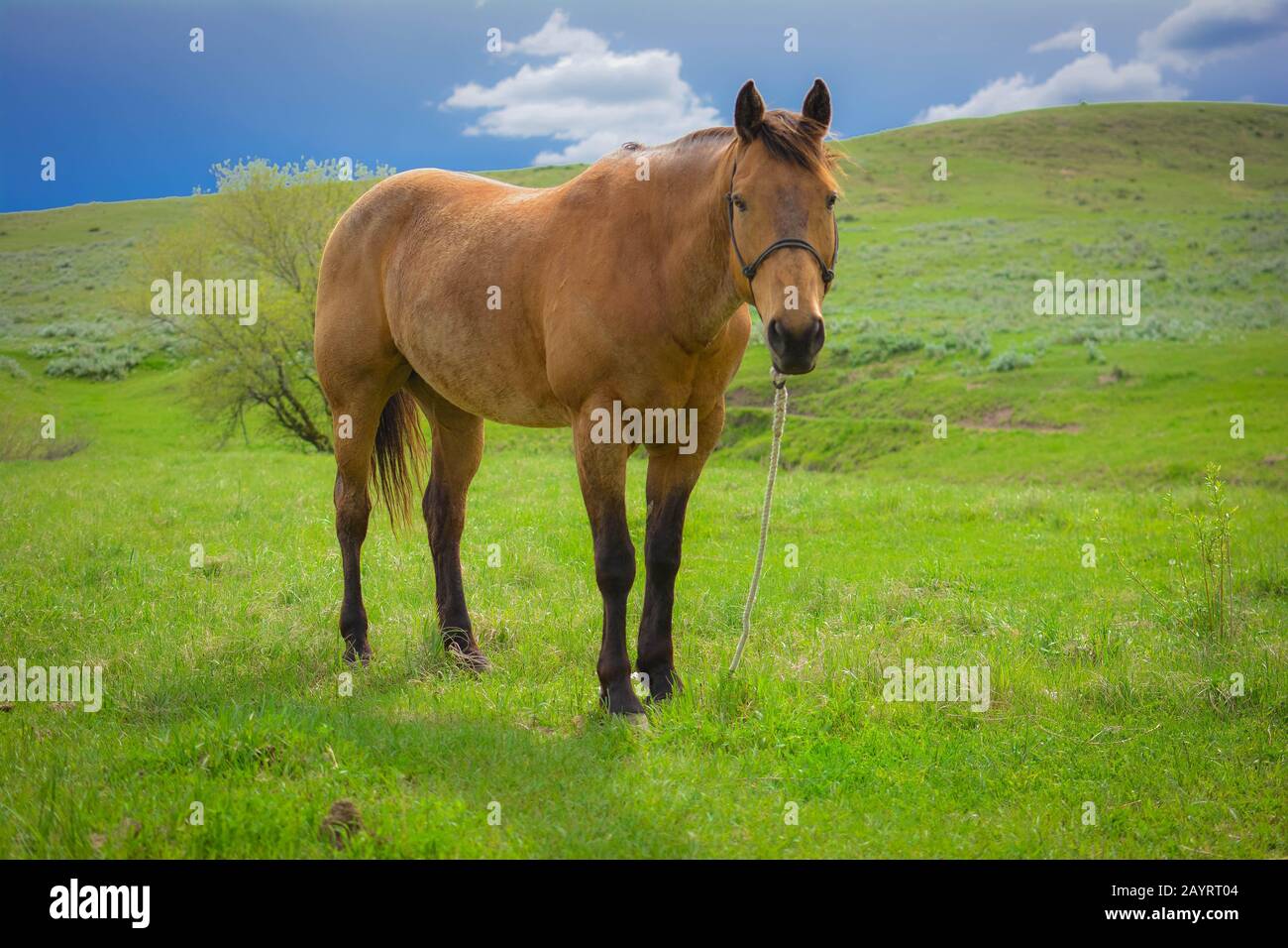 Pferde & Kühe Stockfoto