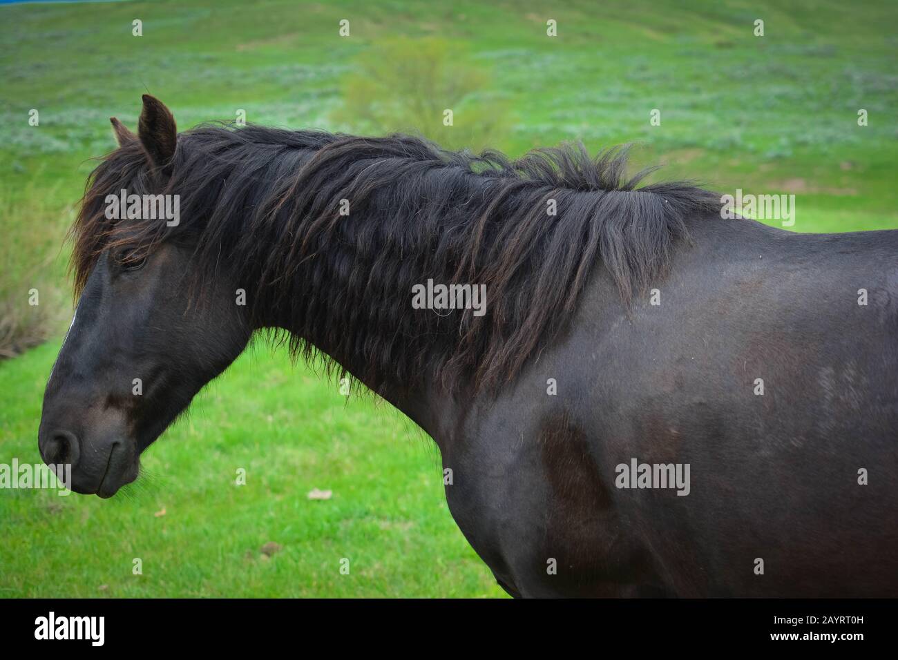 Pferde & Kühe Stockfoto