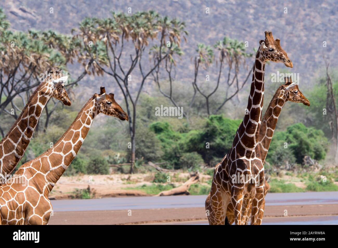 Zurückgestickte Giraffen (Giraffa reticulata) im Samburu National Reserve in Kenia sind am Ewaso Ngiro River zu trinken. Stockfoto