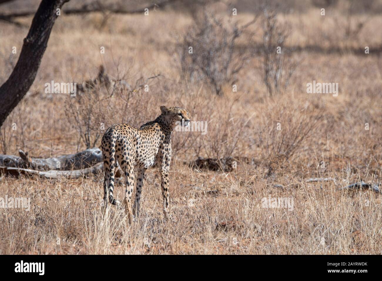 Ein Cheetah (Acinonyx jubatus) sucht Beute im Samburu National Reserve in Kenia. Stockfoto