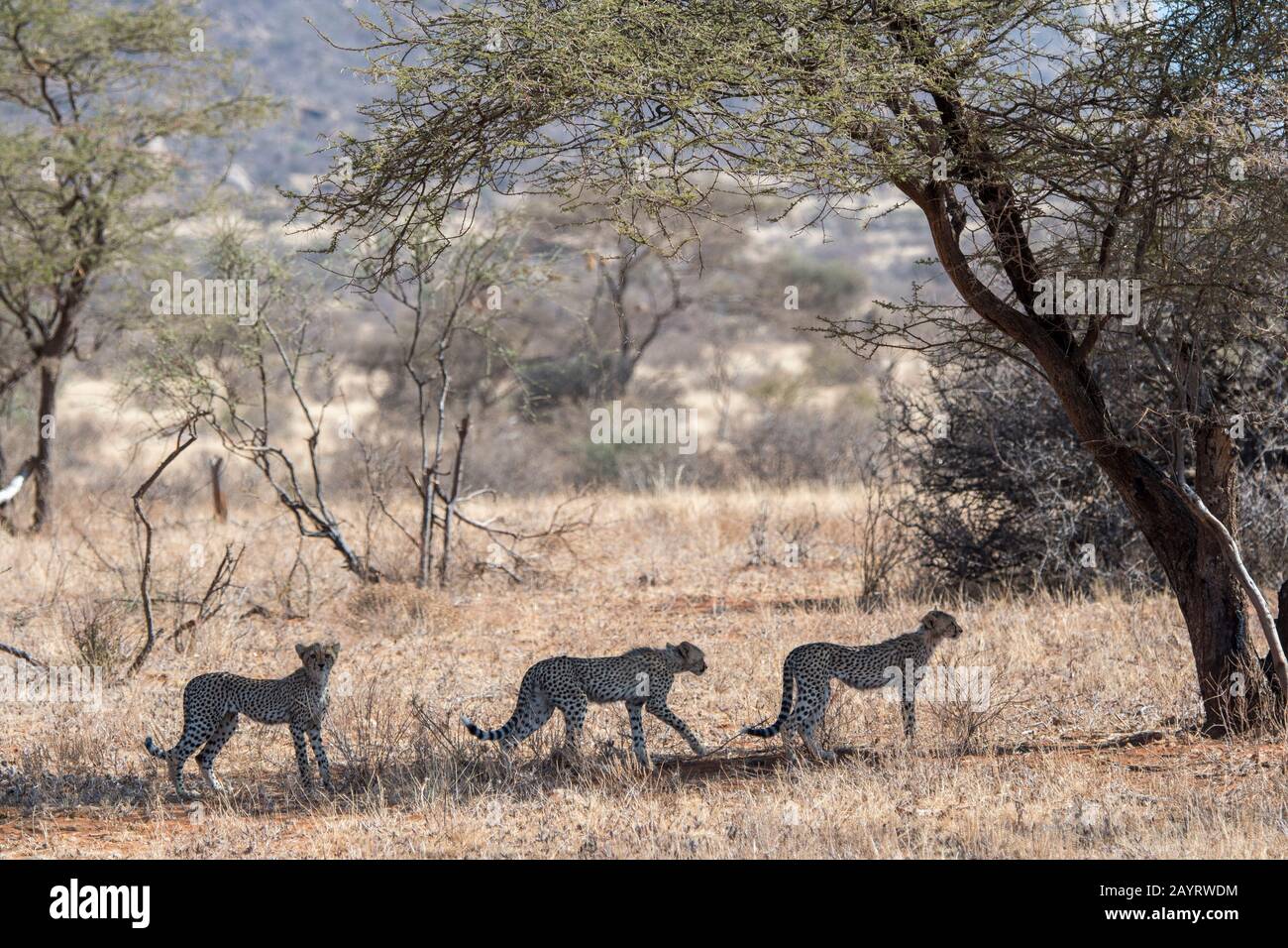 Gepard (Acinonyx jubatus) kubelt an einem Baum im Samburu National Reserve in Kenia. Stockfoto