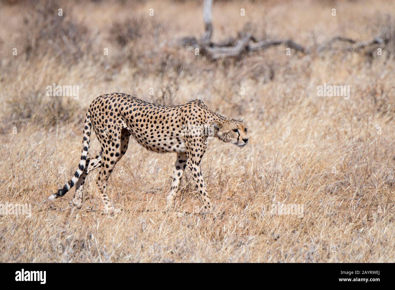 Ein Cheetah (Acinonyx jubatus) sucht Beute im Samburu National Reserve in Kenia. Stockfoto