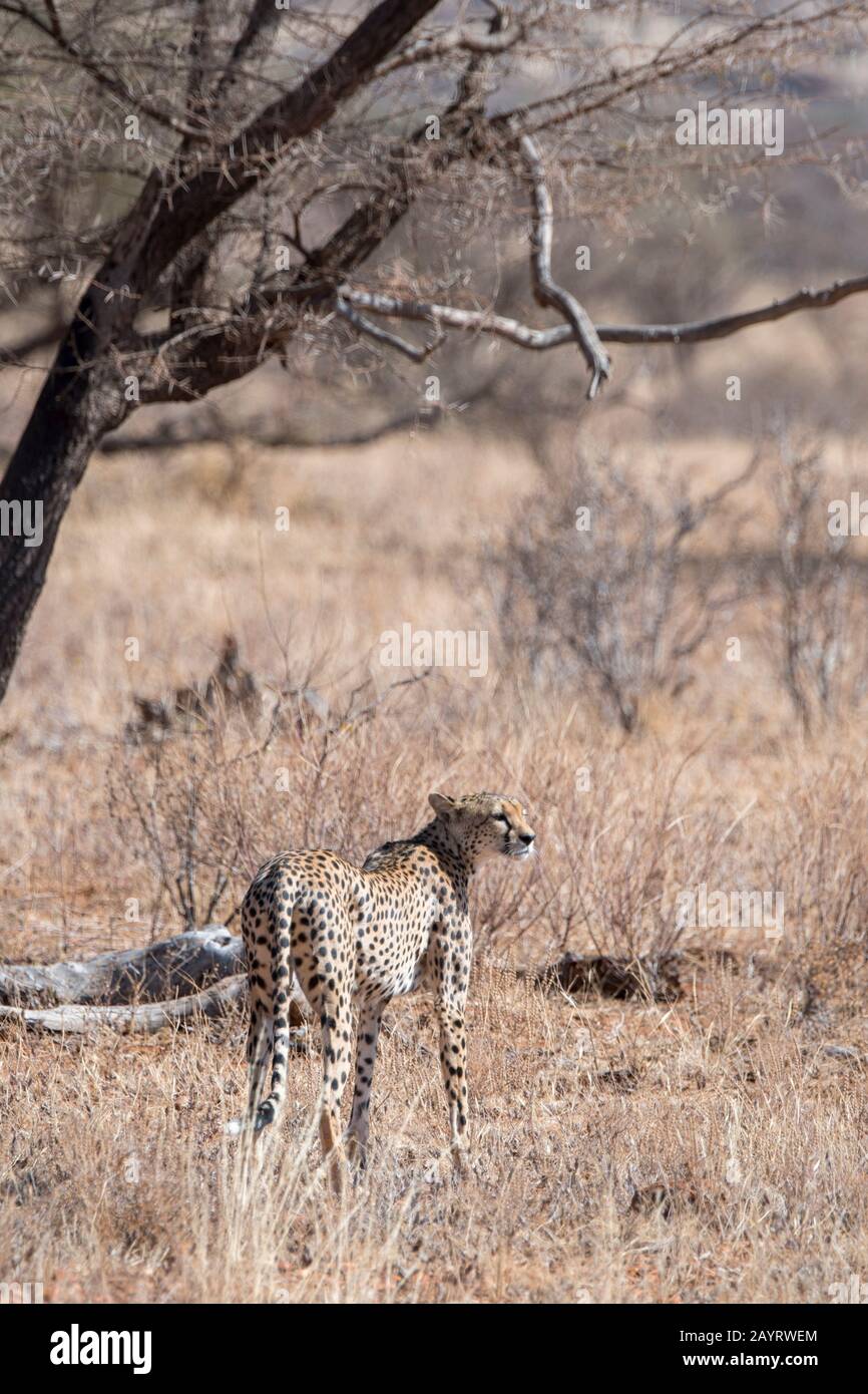 Ein Cheetah (Acinonyx jubatus) sucht Beute im Samburu National Reserve in Kenia. Stockfoto