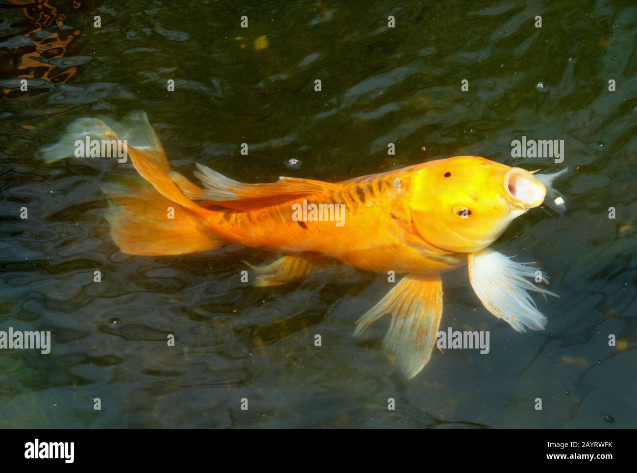 Schmetterling Koi Stockfotos Und Bilder Kaufen Alamy