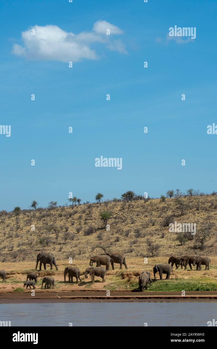 Afrikanische Elefantenherde (Loxodonta africana) entlang des Ewaso Ngiro River im Samburu National Reserve in Kenia. Stockfoto