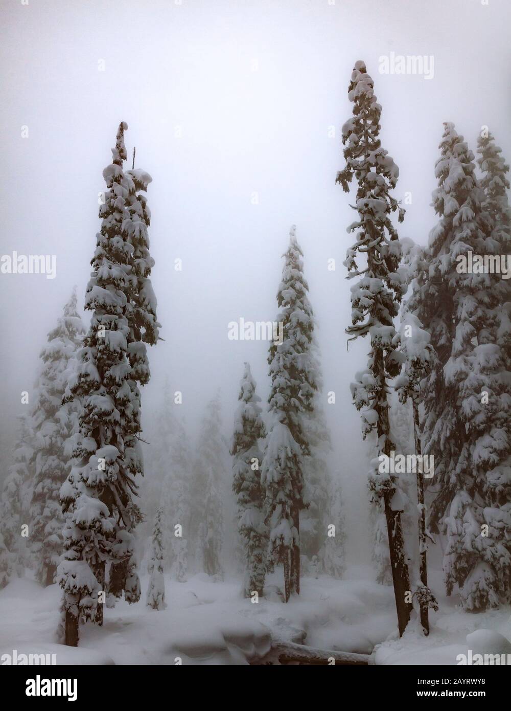 WA17431-00...WASHINGTON - Wintertag in der Alpine Lakes Wilderness, Mount Baker Snoqualmie Wilderness. Stockfoto