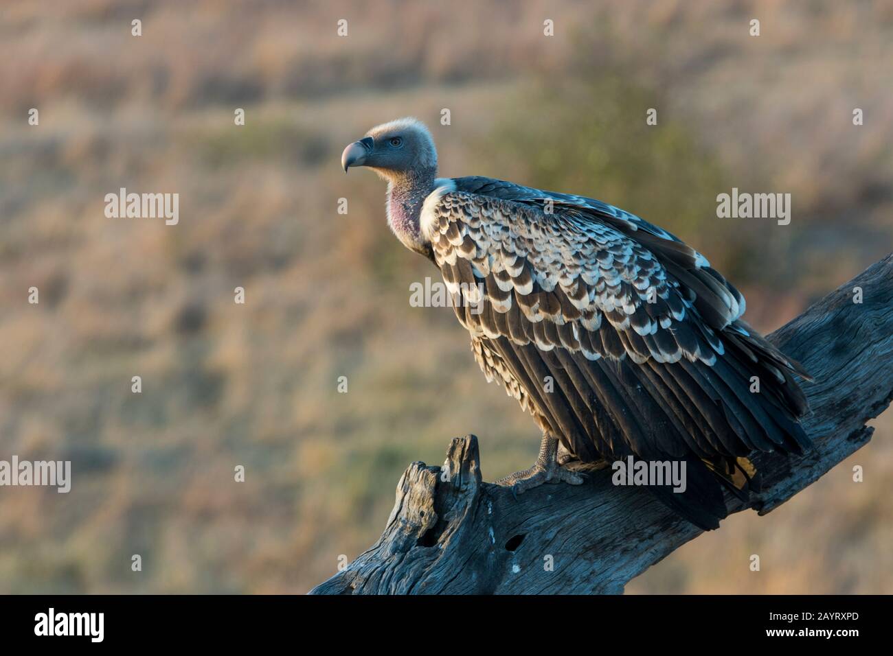 Ein Ruppells Greifgeier (Gyps rueppellii) sitzt auf einem Baum im Masai Mara National Reserve in Kenia. Stockfoto