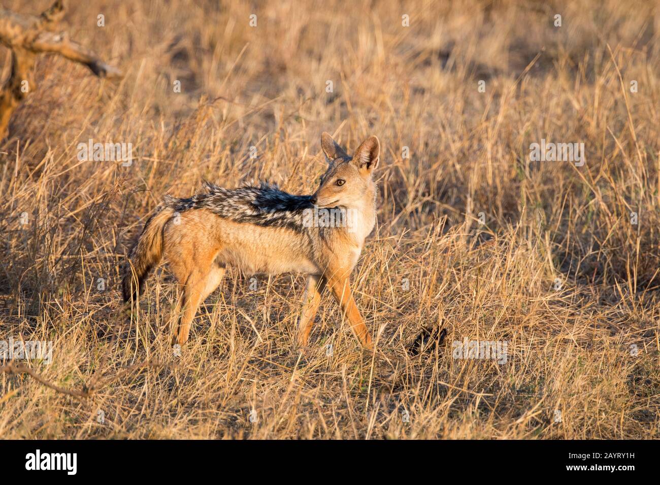 Ein Schakal mit schwarzer Rückendeckung oder ein Schakal mit Silver-Backed (Canis mesomelas) im Grasland des Masai Mara National Reserve in Kenia. Stockfoto