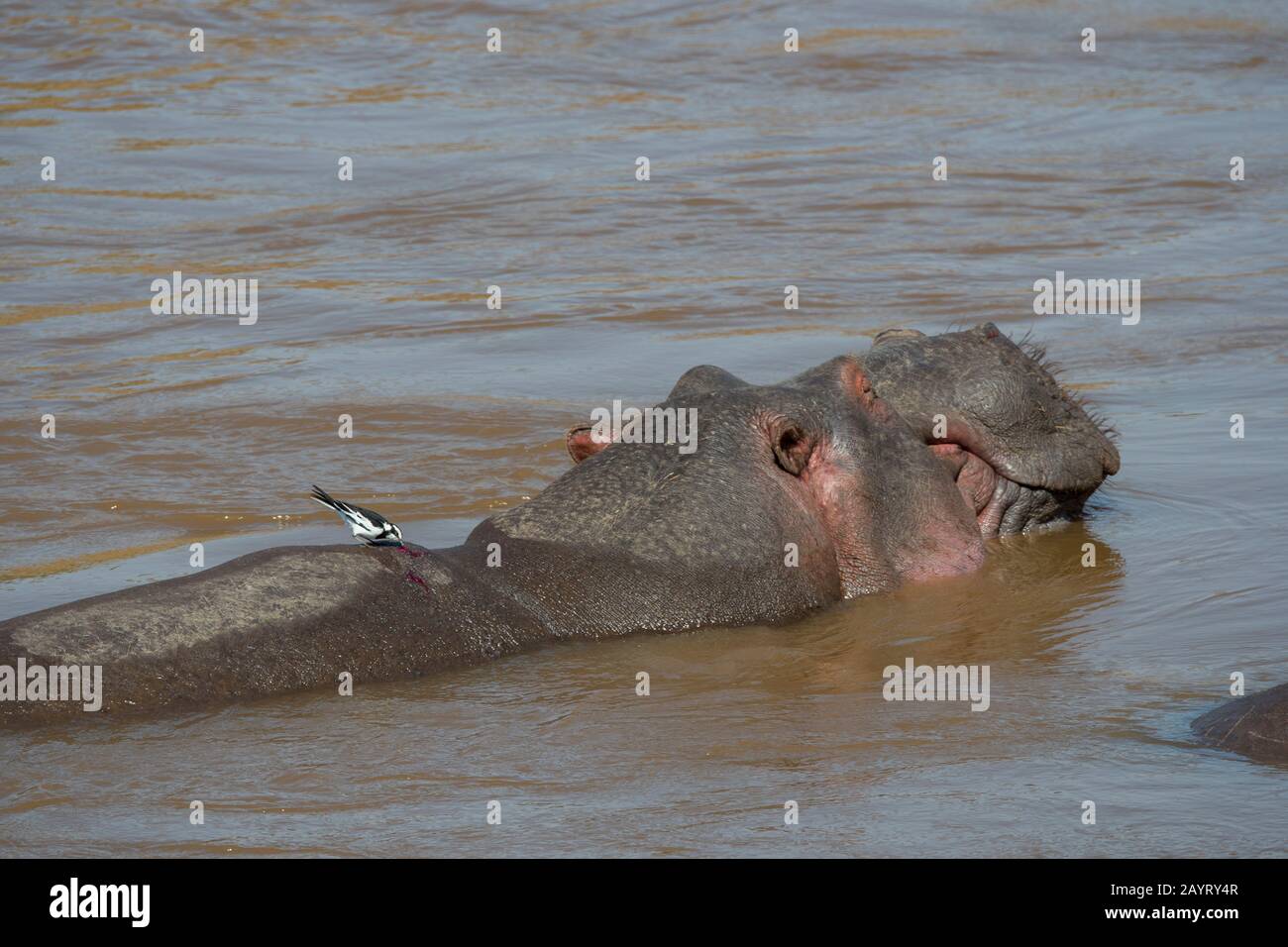 Ein durchgehendes Wachhals (Motacilla alba) auf dem Rücken eines Flusspferdes (Hippopotamus amphibisch) im Fluss Mara im Masai Mara National Reserve in Kenia. Stockfoto
