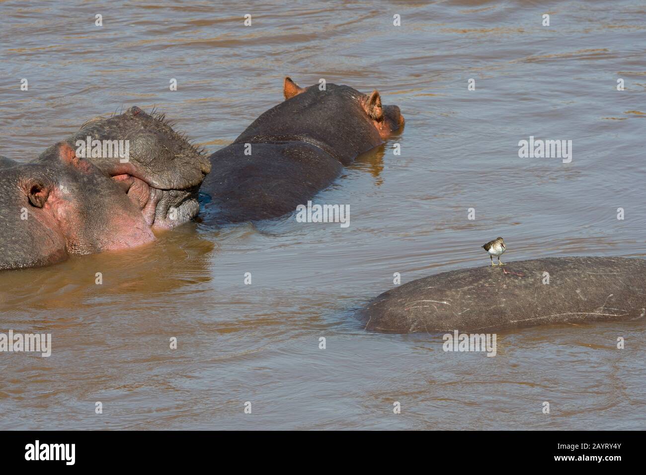 Ein Sandpiper auf dem Rücken eines Flusspferdes (Hippopotamus amphibisch) im Fluss Mara im Masai Mara National Reserve in Kenia. Stockfoto