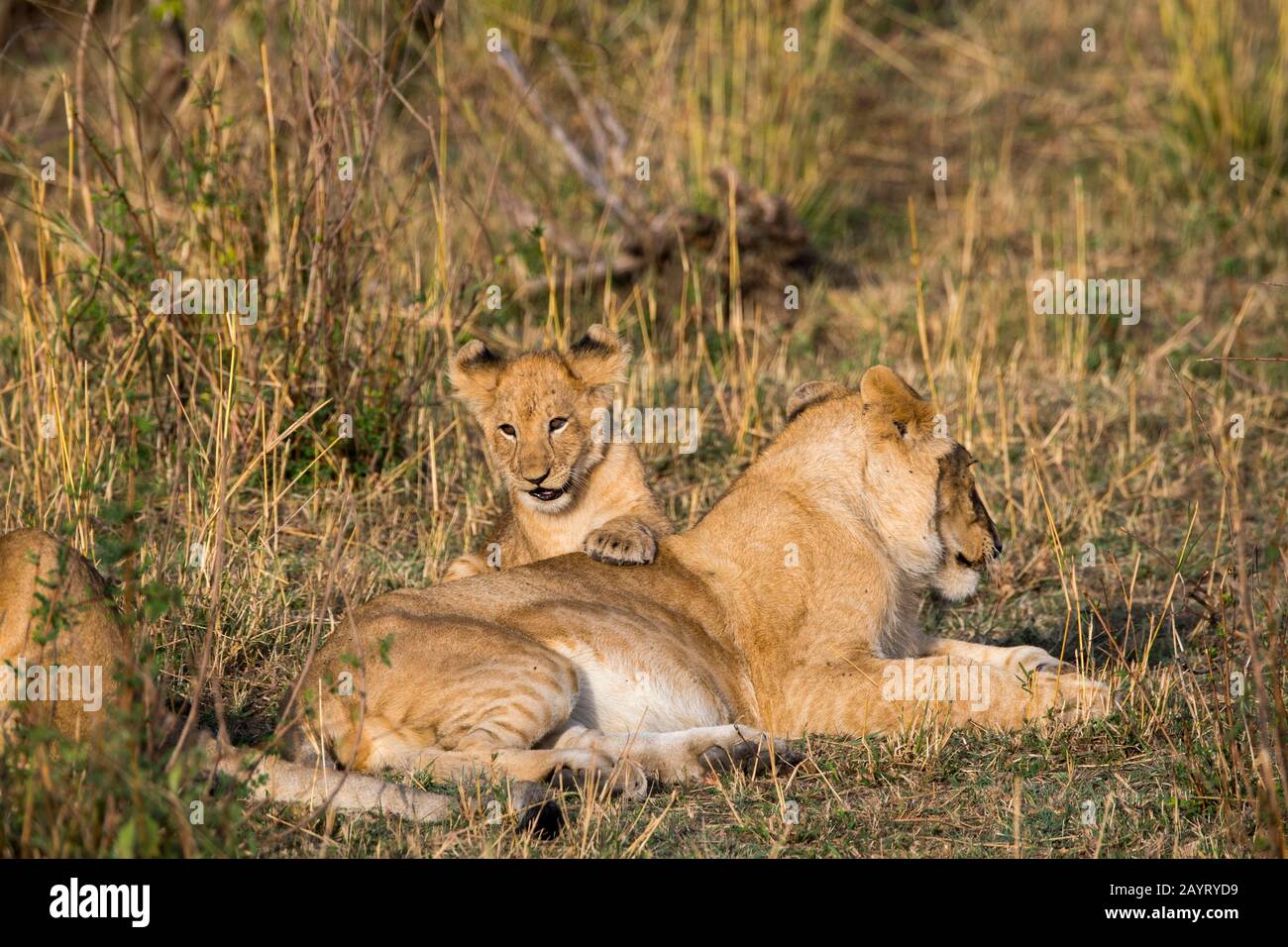 Löw (Panthera leo) und ein Quader im Masai Mara National Reserve in Kenia. Stockfoto