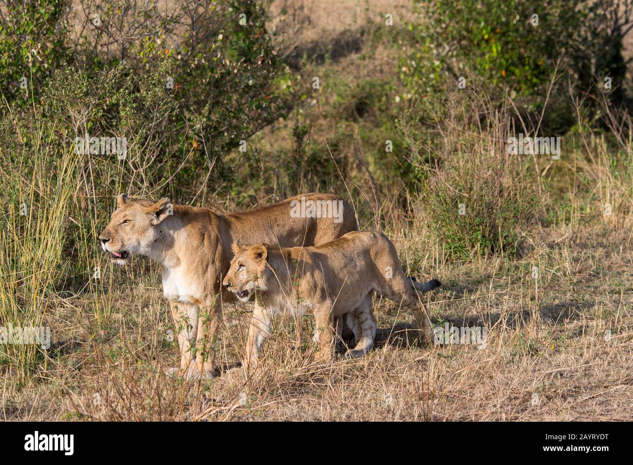Löw (Panthera leo) und ein Quader im Masai Mara National Reserve in Kenia. Stockfoto