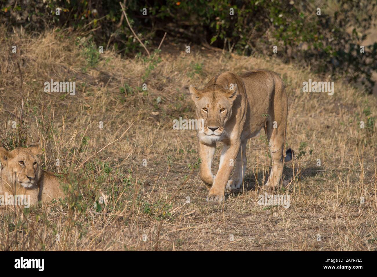 Löw (Panthera leo) und ein Quader im Masai Mara National Reserve in Kenia. Stockfoto