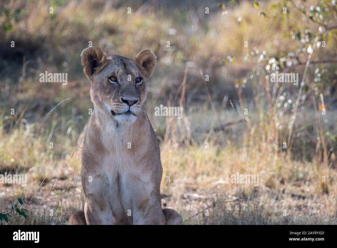 Eine Löwin (Panthera leo) im Masai Mara National Reserve in Kenia. Stockfoto