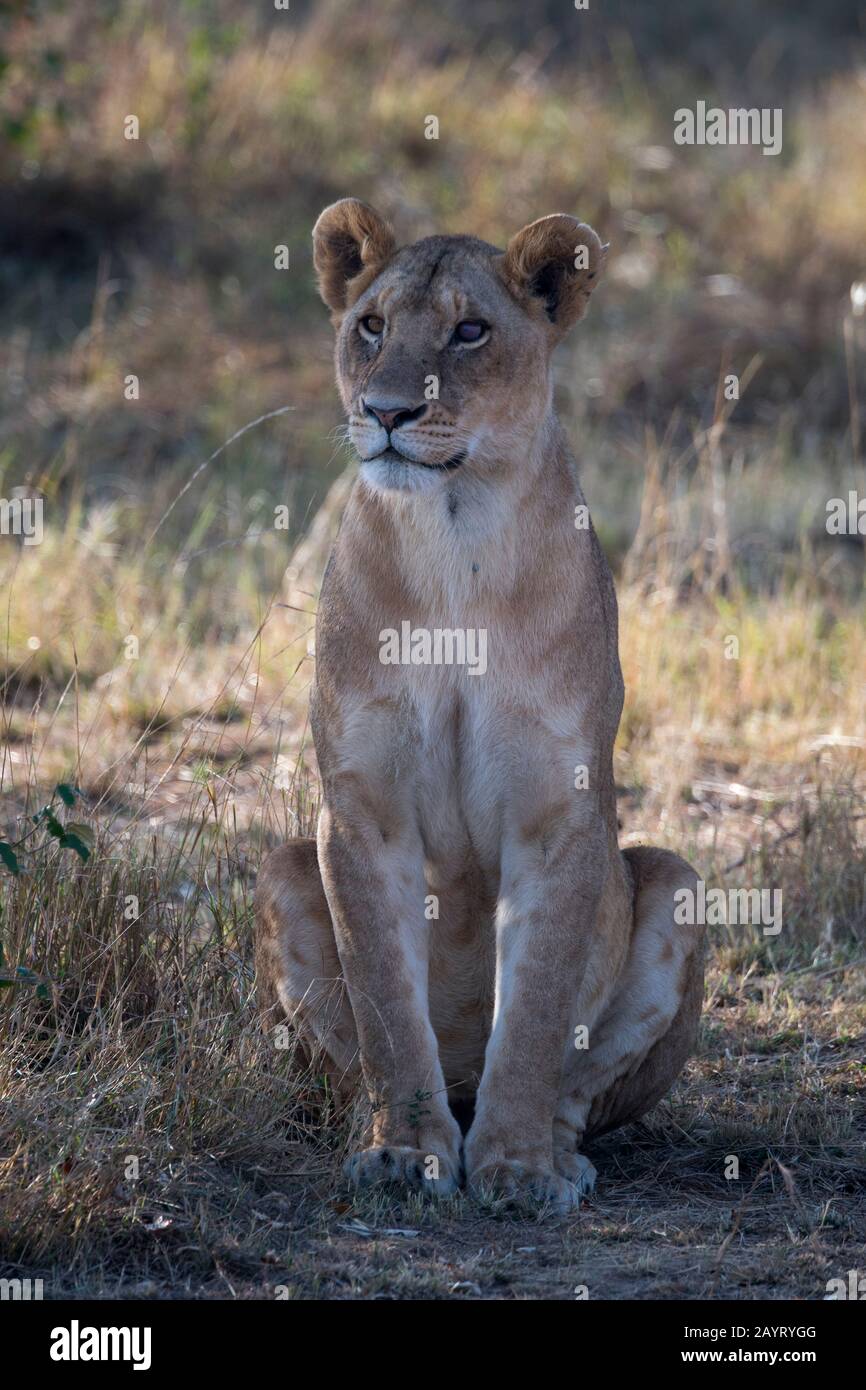 Eine Löwin (Panthera leo) im Masai Mara National Reserve in Kenia. Stockfoto