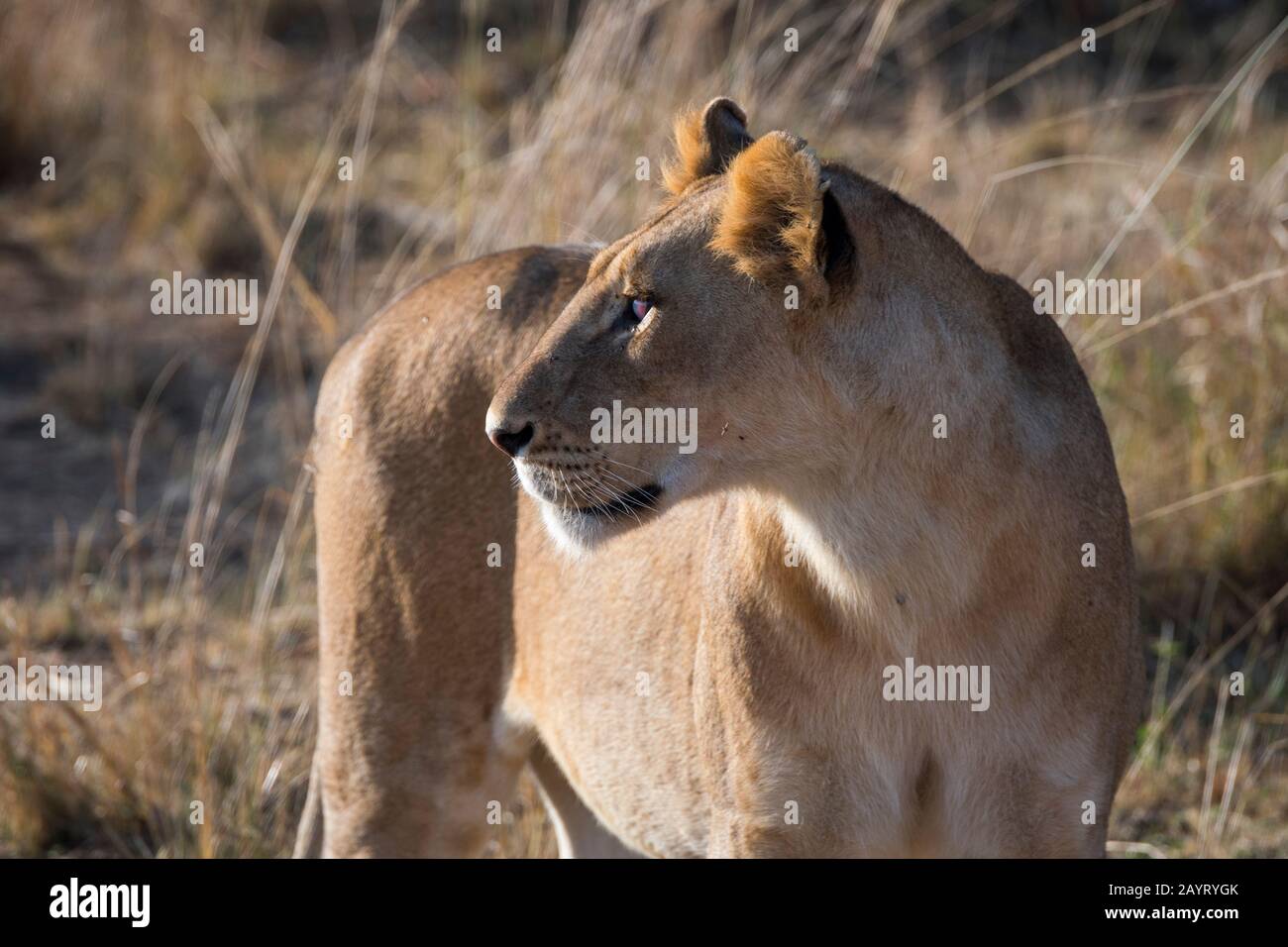 Eine Löwin (Panthera leo) im Masai Mara National Reserve in Kenia. Stockfoto