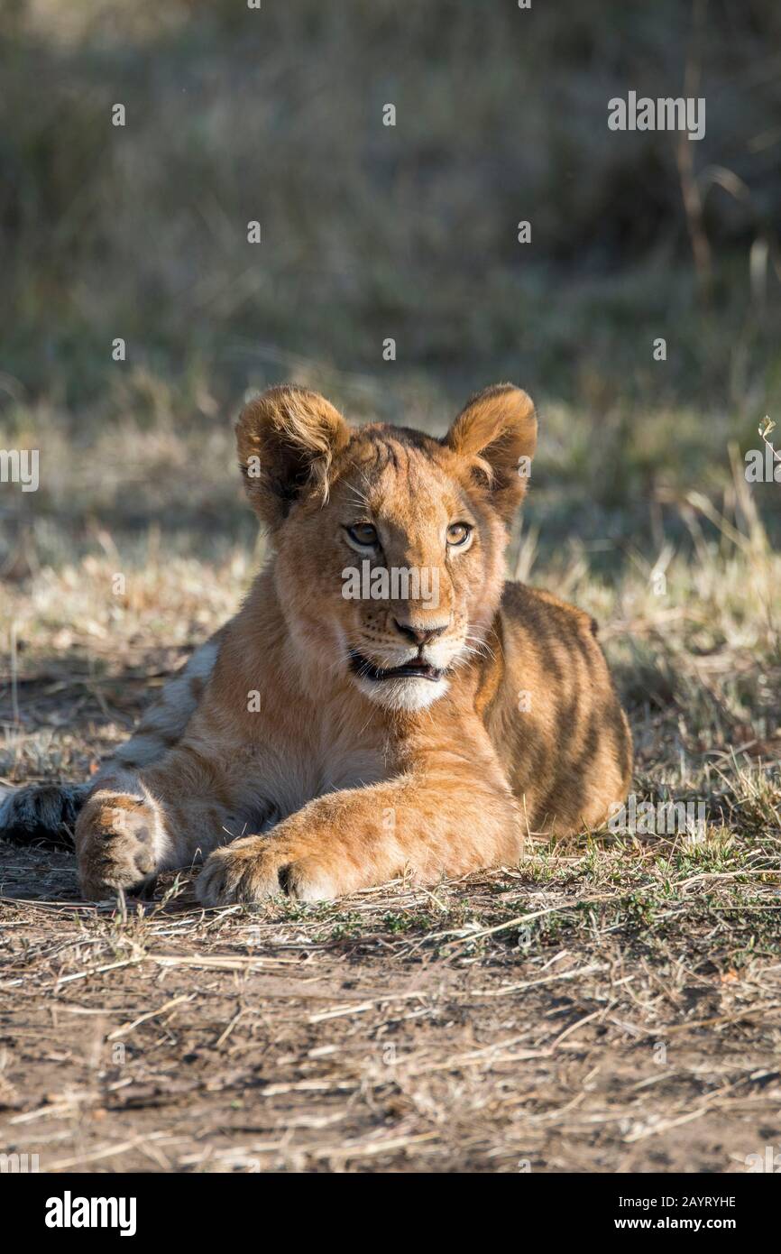 Ein Löwenknauf (Panthera leo) im Masai Mara National Reserve in Kenia. Stockfoto