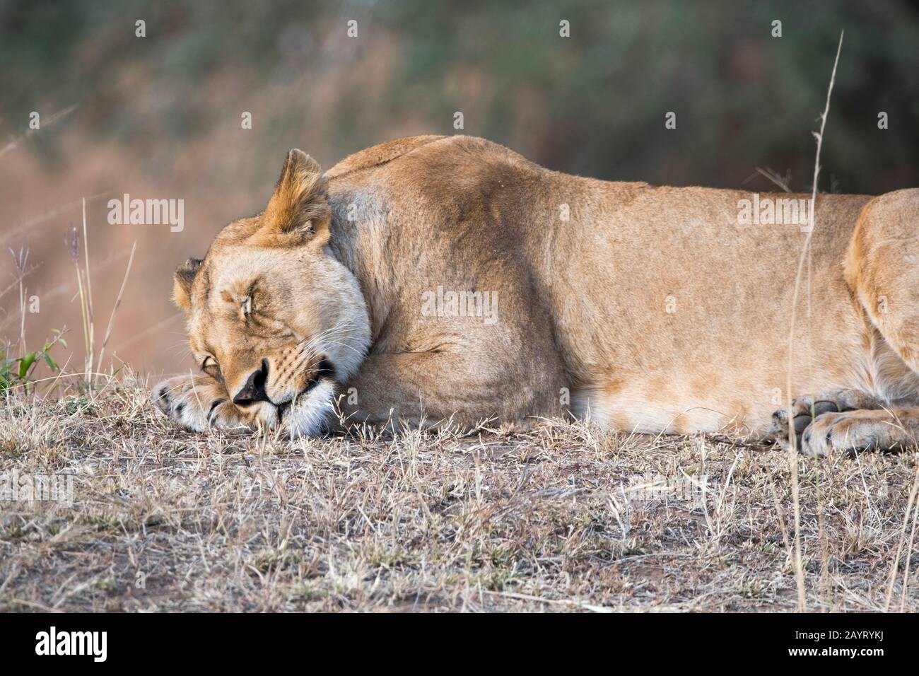 Eine verschlafene Löwin (Panthera leo) im Masai Mara National Reserve in Kenia. Stockfoto