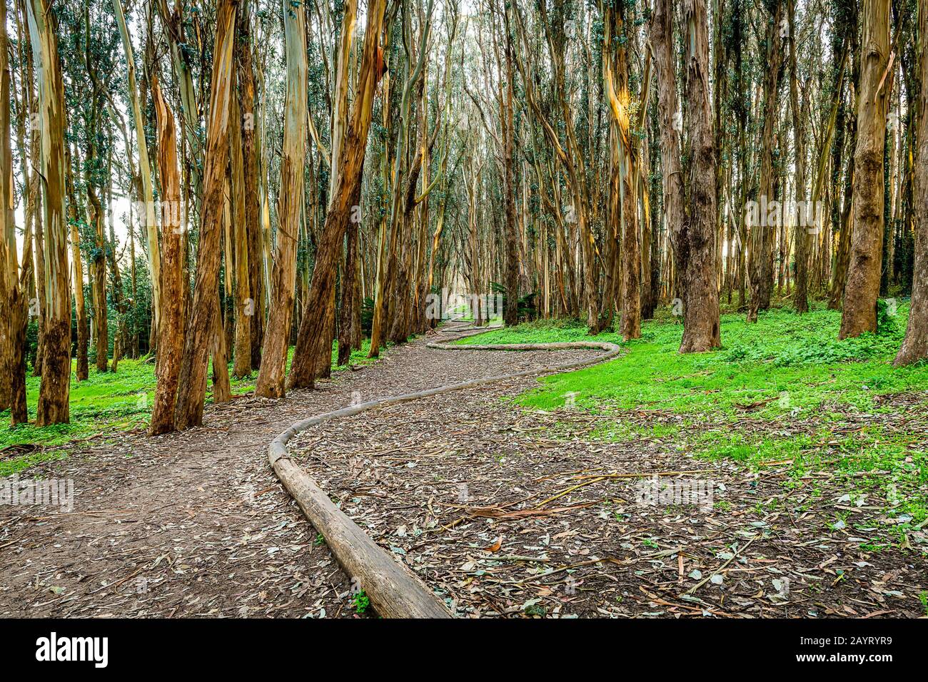 Andy Goldworthys Wood Line Stockfoto