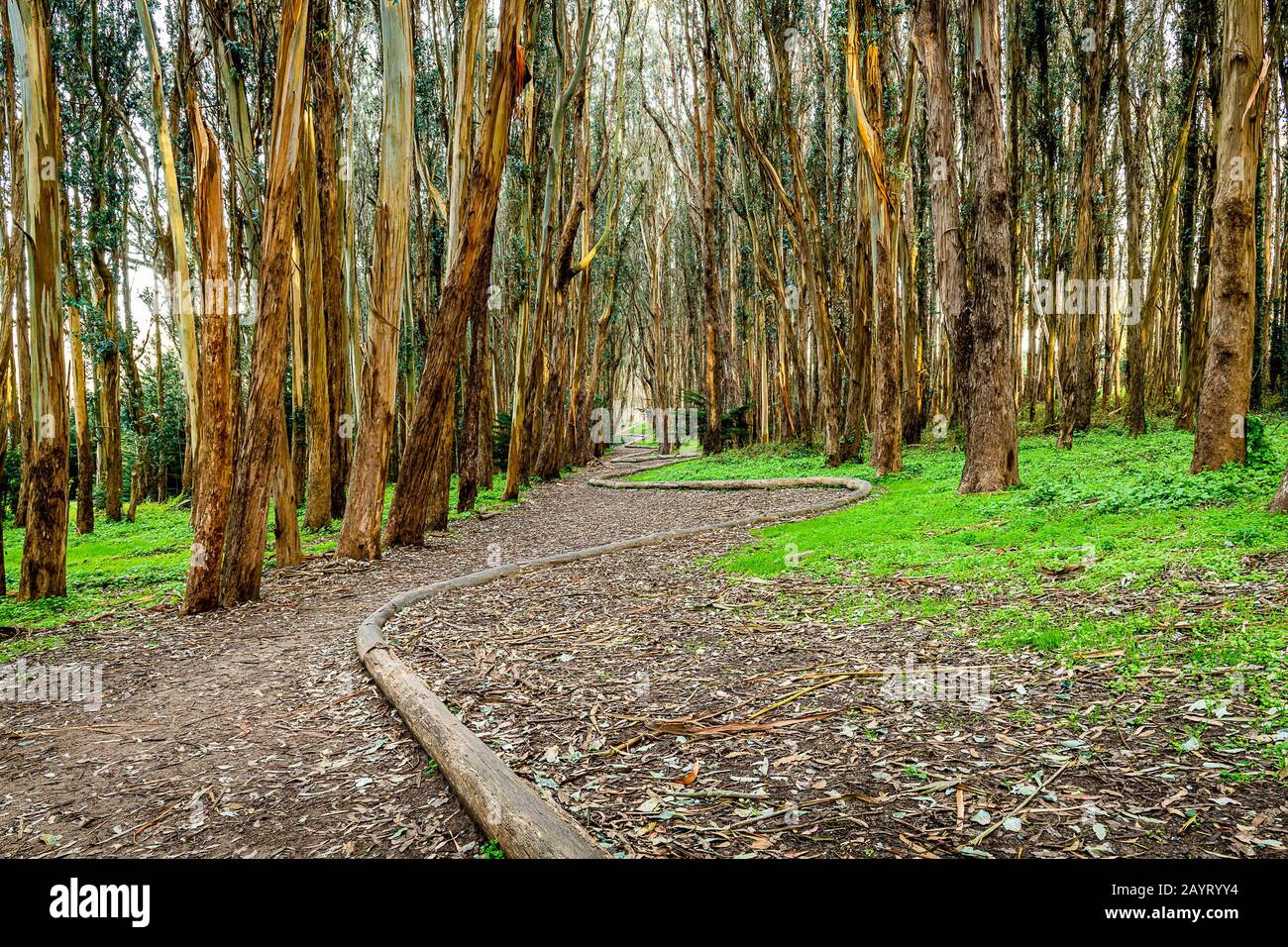 Andy Goldworthys Wood Line Stockfoto