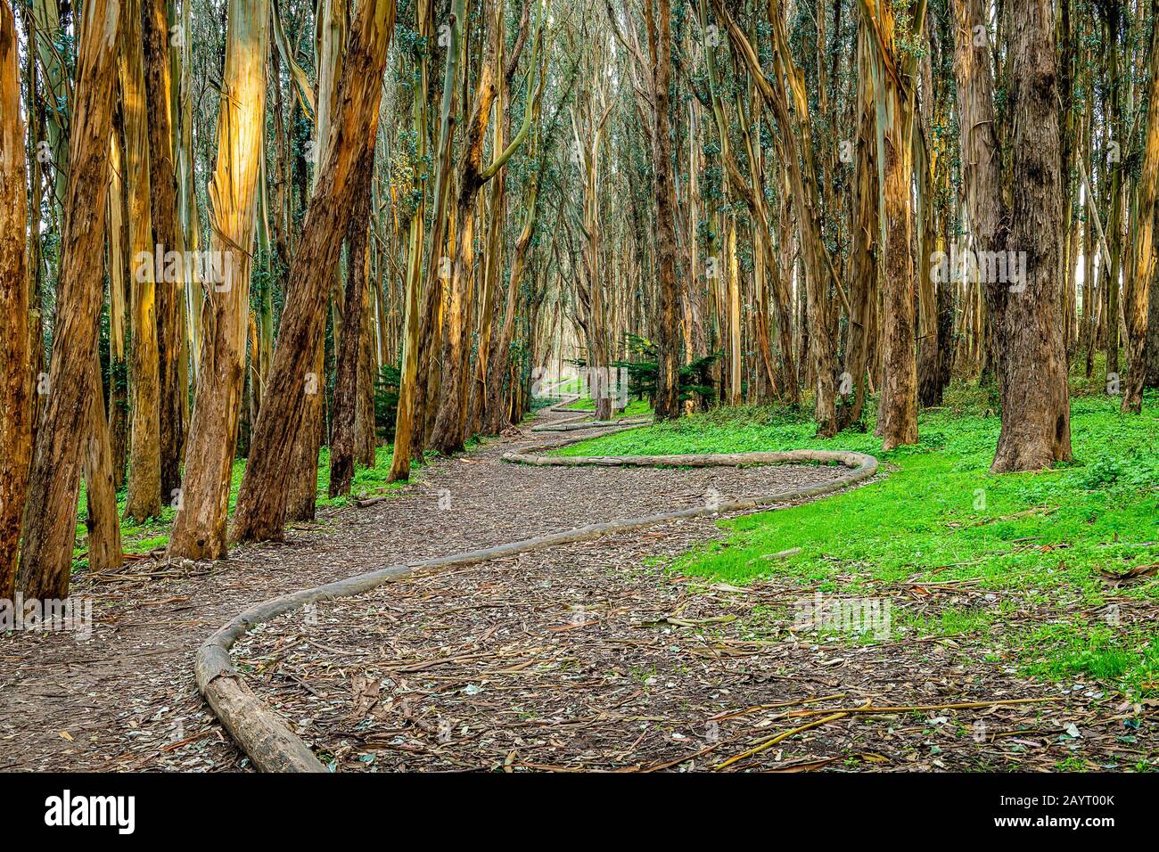 Andy Goldworthys Wood Line Stockfoto