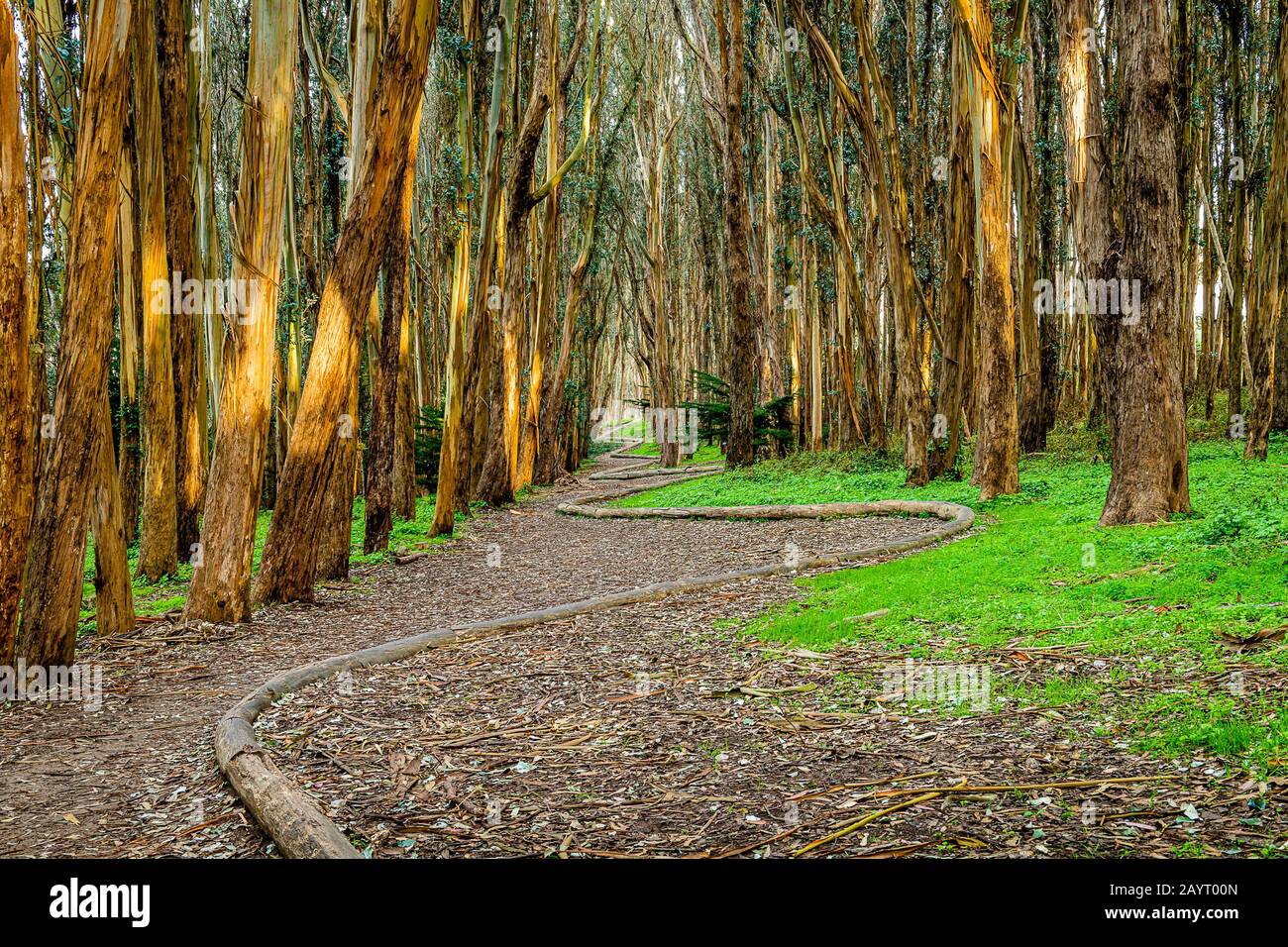 Andy Goldworthys Wood Line Stockfoto