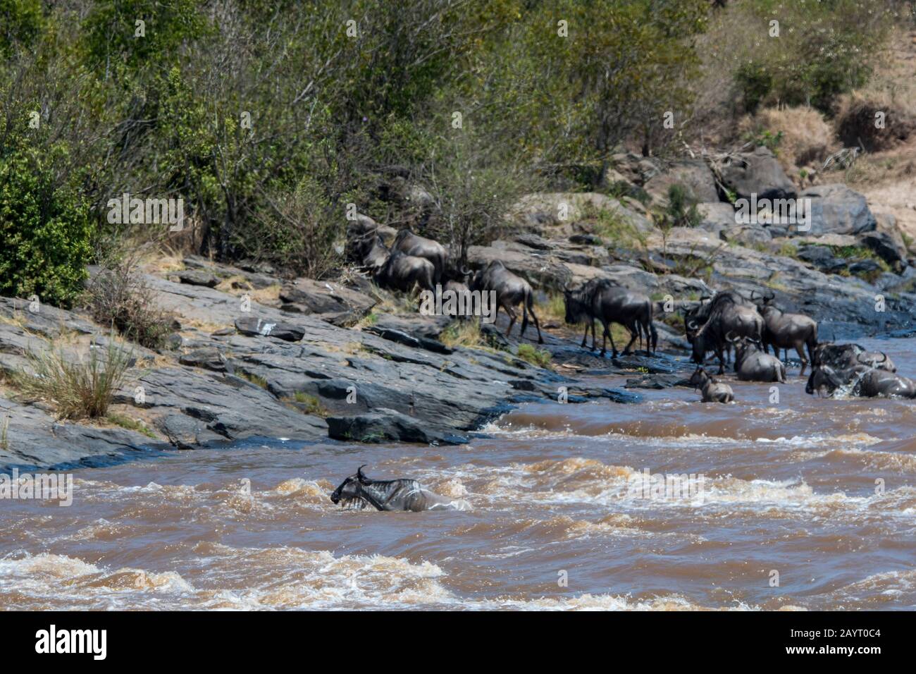 Ein Wildebeest, auch Gnus oder Wildebai genannt, wird beim Überqueren des Mara-Flusses im Masai Mara National Reserve in Kenia nur von der Stromstärke weggefegt Stockfoto