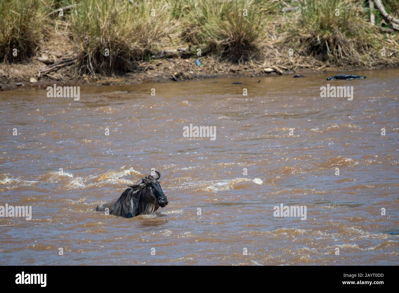 Ein Wildebeest, auch Gnus oder Wildebai genannt, wird beim Überqueren des Mara-Flusses im Masai Mara National Reserve in Kenia nur von der Stromstärke weggefegt Stockfoto