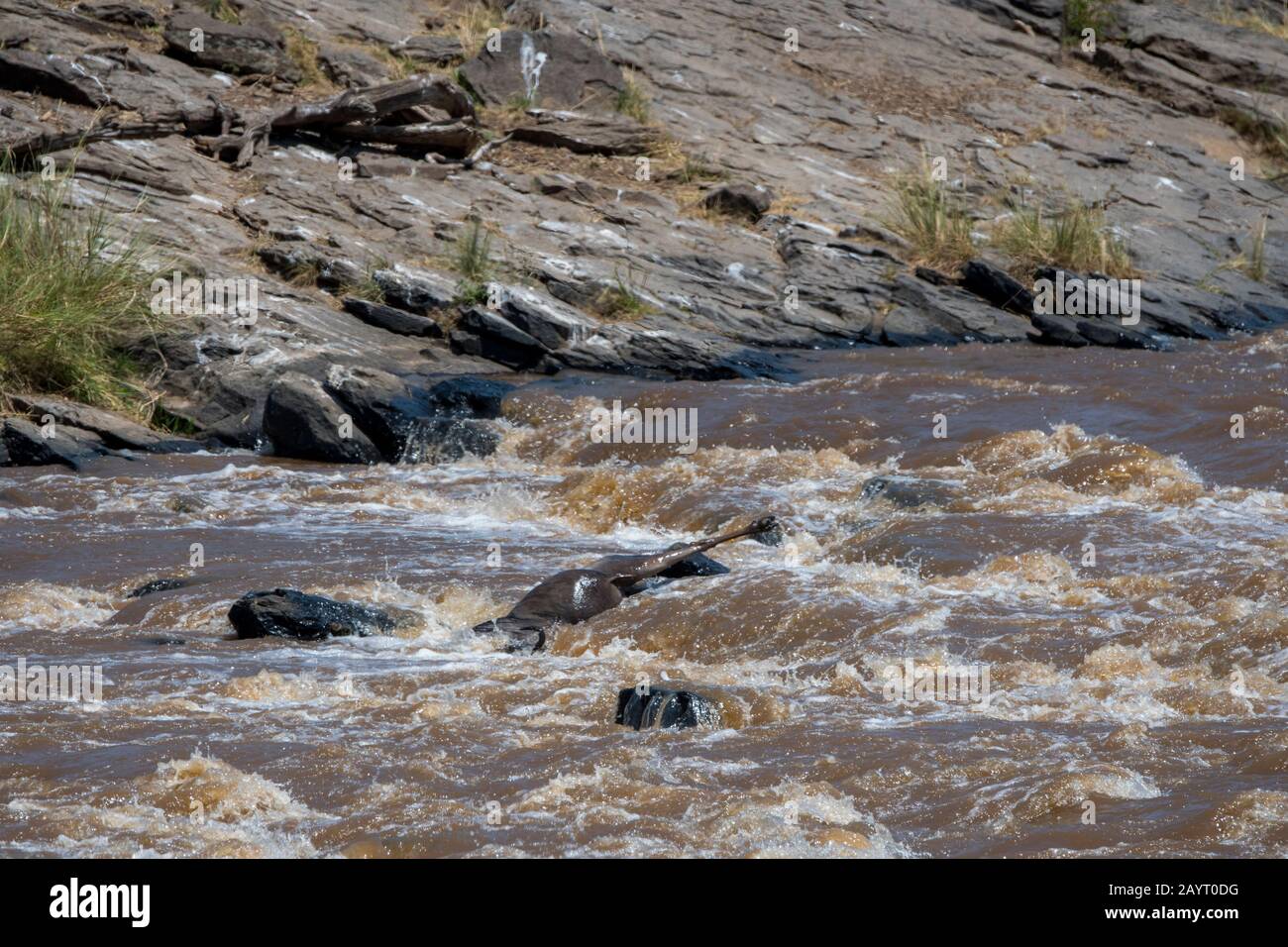 Ein Wildebeest, auch Gnus oder Wildebai genannt, wird beim Überqueren des Mara-Flusses im Masai Mara National Reserve in Kenia nur von der Stromstärke weggefegt Stockfoto