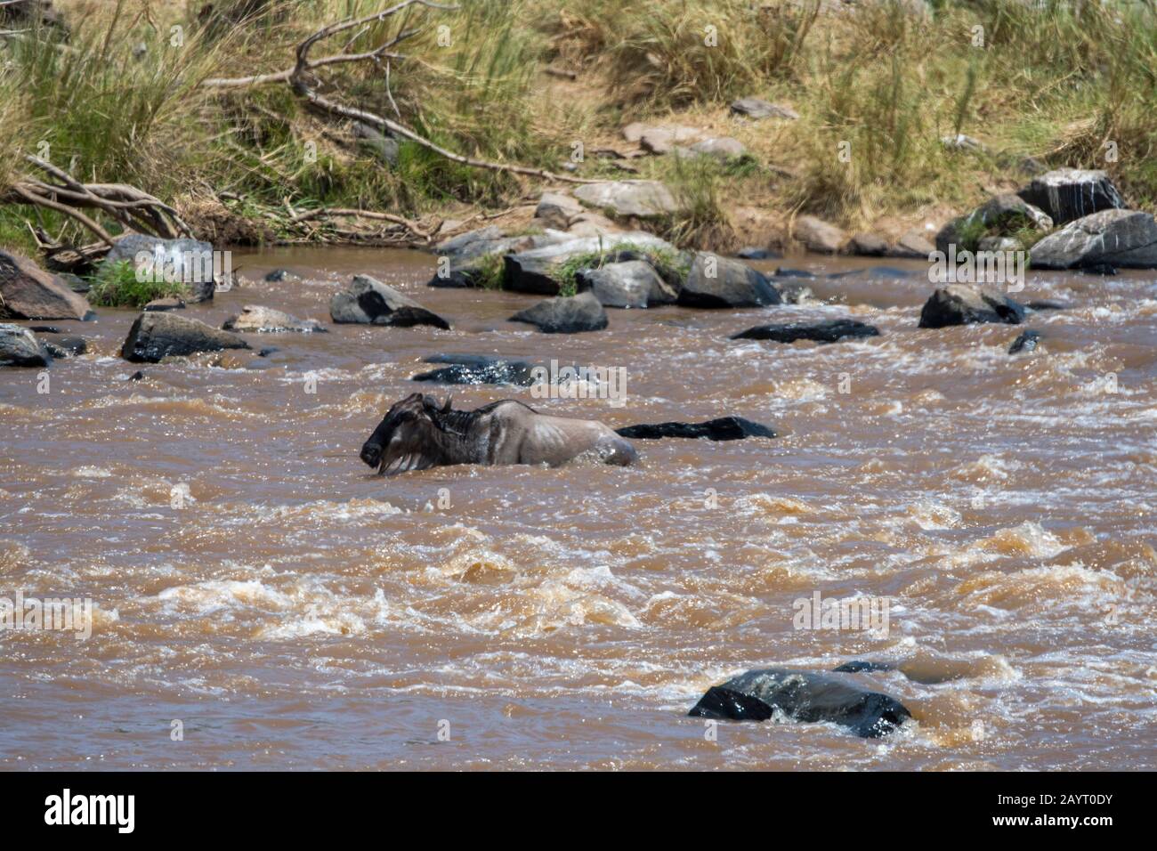 Ein Wildebeest, auch Gnus oder Wildebai genannt, wird beim Überqueren des Mara-Flusses im Masai Mara National Reserve in Kenia nur von der Stromstärke weggefegt Stockfoto