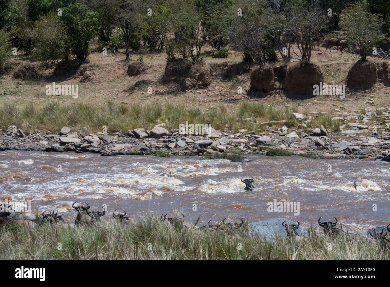 Ein Wildebeest, auch Gnus oder Wildebai genannt, wird beim Überqueren des Mara-Flusses im Masai Mara National Reserve in Kenia nur von der Stromstärke weggefegt Stockfoto
