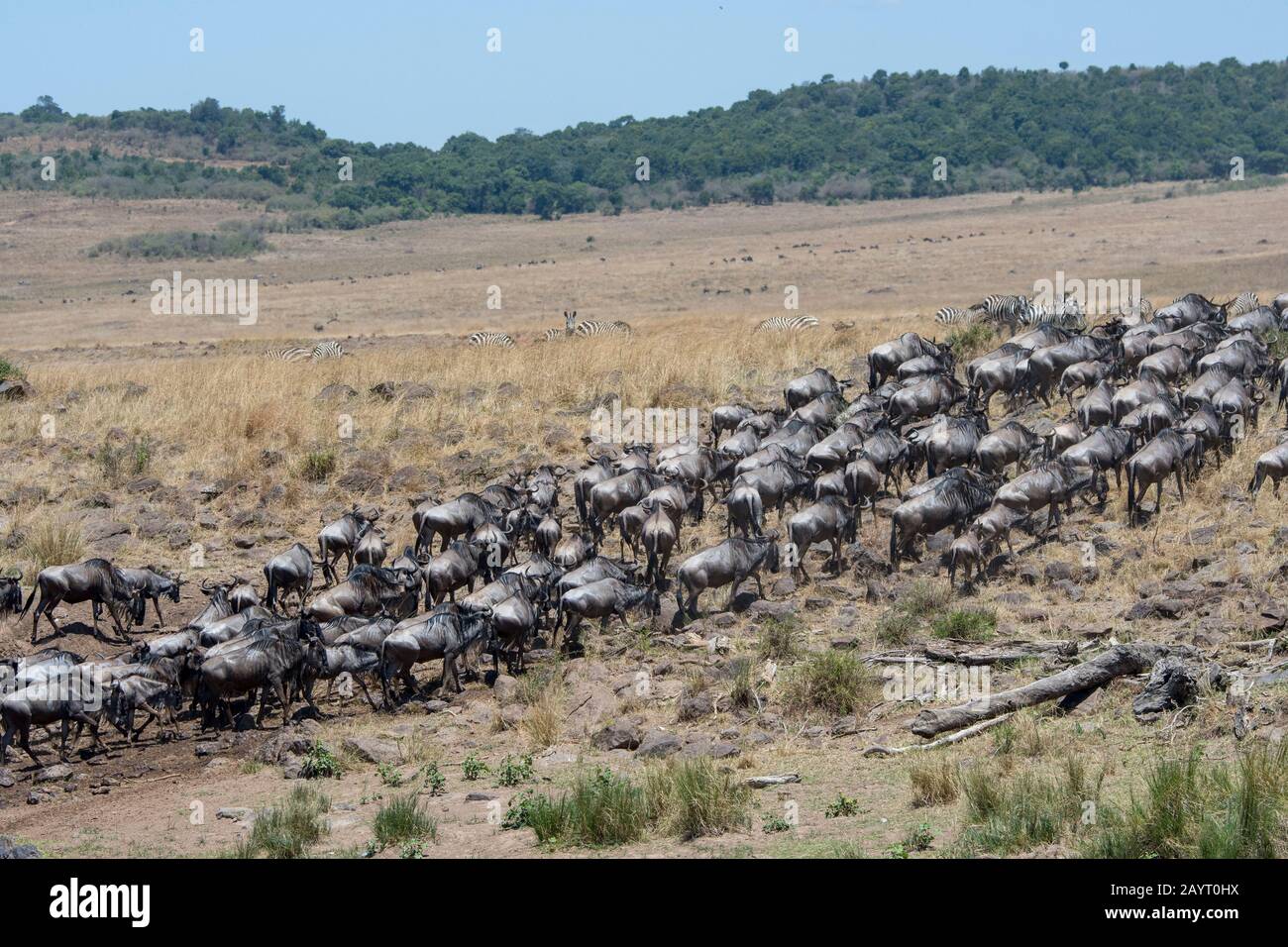 Eine Herde Von Wildebesten, auch Gnus oder Wildebai genannt, zieht sich nach der Überquerung des Mara-Flusses im Masai Mara National Reserve in Kenya du einen Hügel hinauf Stockfoto