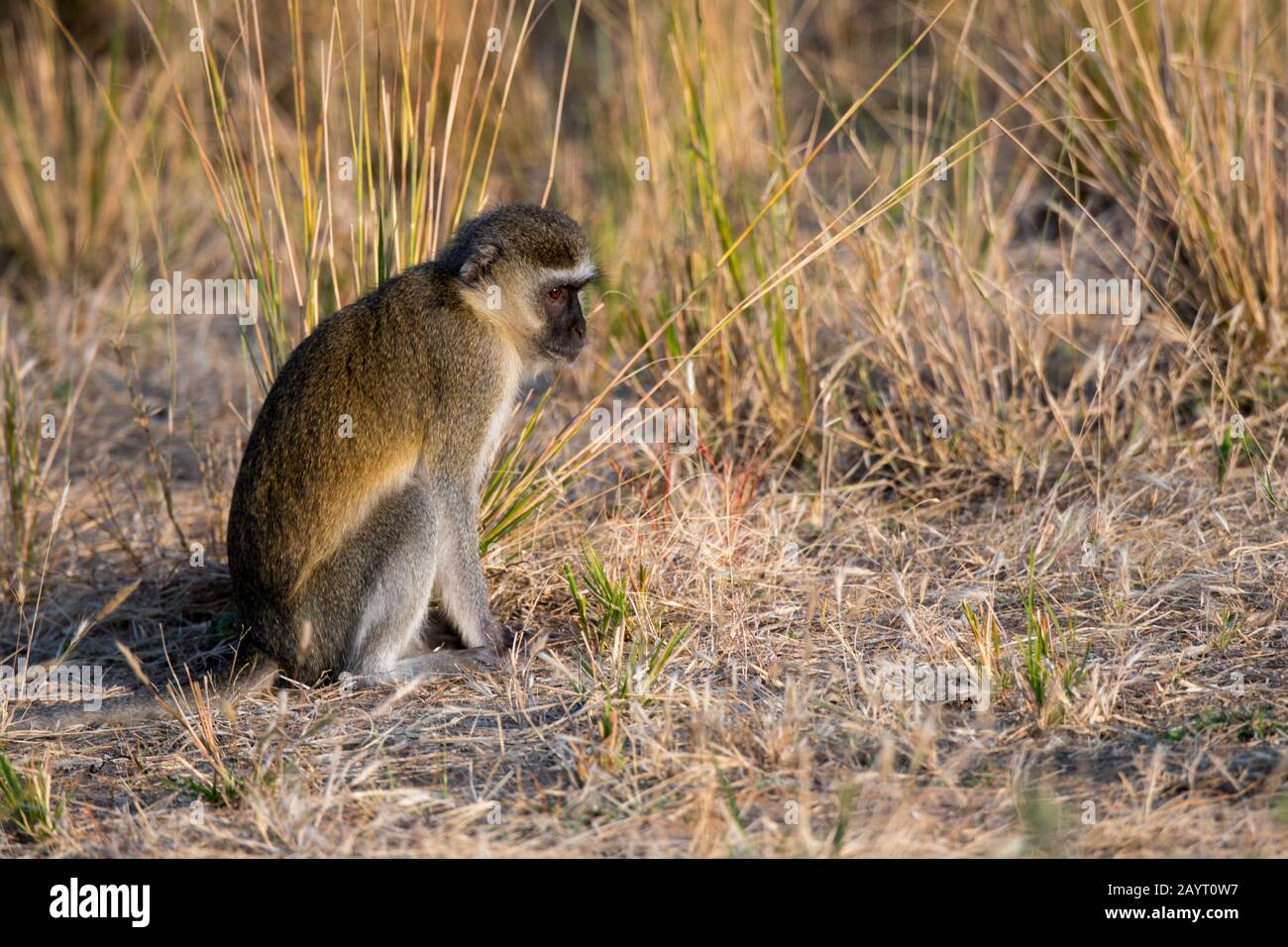 Ein Vervet-Affe (Chlorocebus pygerythrus) im South Luangwa National Park im Osten Sambias. Stockfoto