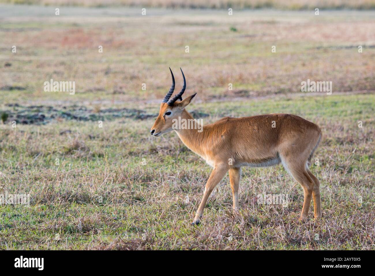Puku (Kobus vardonii) männlich im South Luangwa National Park im Osten Sambias. Stockfoto