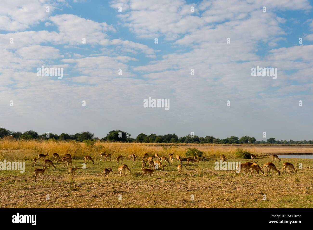Eine Herde Impalas (Aepyceros melampus) weidete im South Luangwa National Park im Osten Sambias. Stockfoto